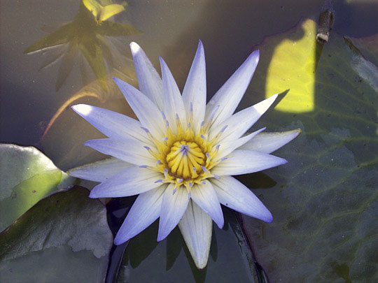 The Blue Lotus: A Narcotic Lily That Mesmerized Ancient Egypt